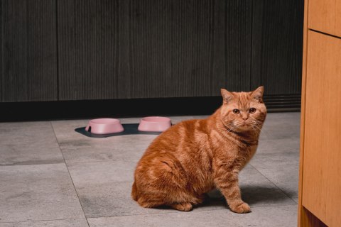 Miska płytka BIAŁA FIBOO Miska płytka BIAŁA FIBOO