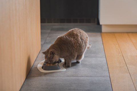 Miska płytka BIAŁA FIBOO Miska płytka BIAŁA FIBOO